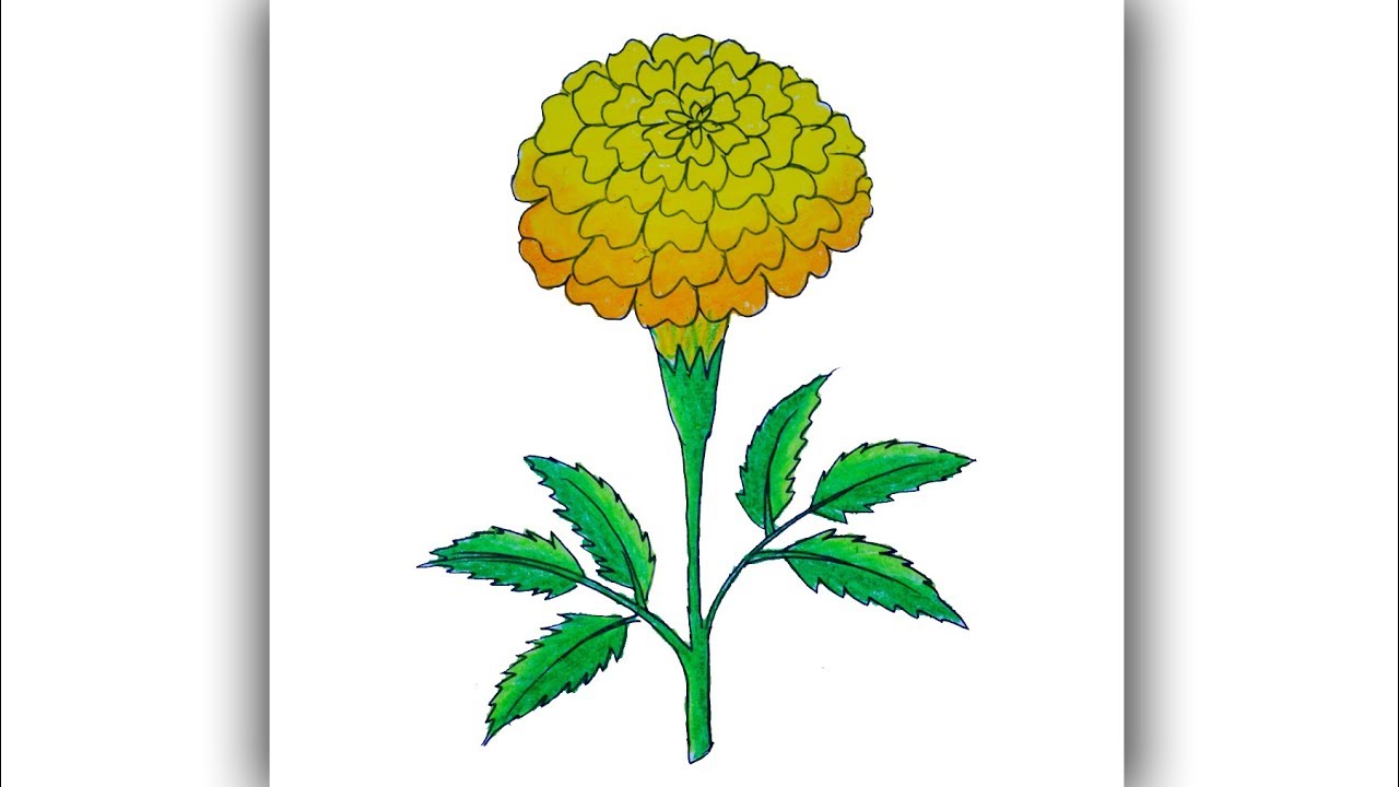 Featured image of post Marigold Flower Drawing - Do you want to make a marigold paper flower and to have your own long lasting small sun at home?