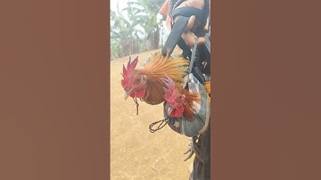 Buổi rừng rặc ngày hôm nay