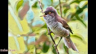 Suara Burung Barred warbler Latihan