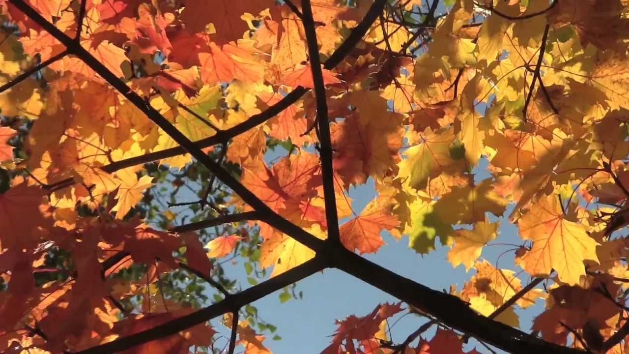 Momenti D'Autunno - Foglie - Youtube