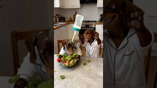 TOSYA and CHAPI are eating salad 🥗