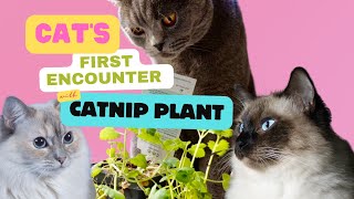 Watch Our Cat’s First Encounter with Catnip Plant