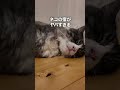 看板猫6匹が部屋に遊びに来てくれるお宿が最高すぎた!【ペンション アトカ】