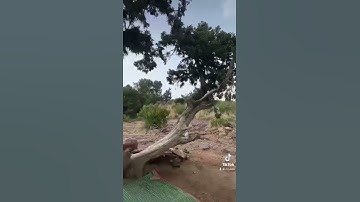 دحيم الحماد 1443ه تلاوة من سورة هود