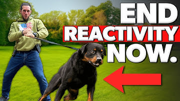 Leash Reactivity: 3 BIGGEST Mistakes (Fix Your Dog