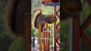 しっぽの意外な役割