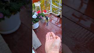 #музыка Балкон 4 этаж #синица #золотая_осень