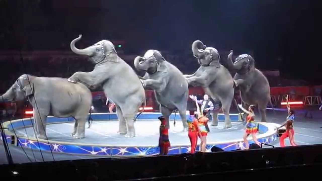 Circus. The show of different animals. Bisons, kangaroos, ostriches \u0026 giraffe
