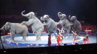 Ringling Brothers Circus - Cruelty to Elephants - Sept 1, 2014