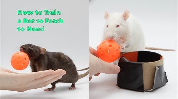 How to Train a Rat to Fetch to Hand