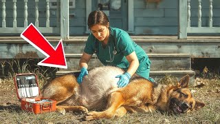 Pregnant Dog Struggled To Deliver Puppies – What The Vet Did Next Left  Everyone In Tears! - YouTube