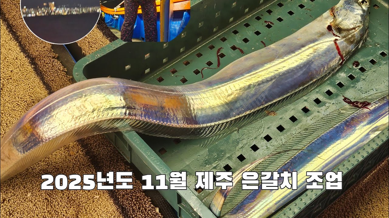 2025년도 11월 제주 은갈치 조업 현황 - YouTube