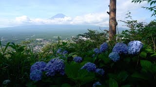 18 紫陽花の海 河口湖天上山紫陽花公園 4k Sea Of Hydrangeas At Lake Kawaguchi Tenjoyama Hydrangea Park Uhd Youtube
