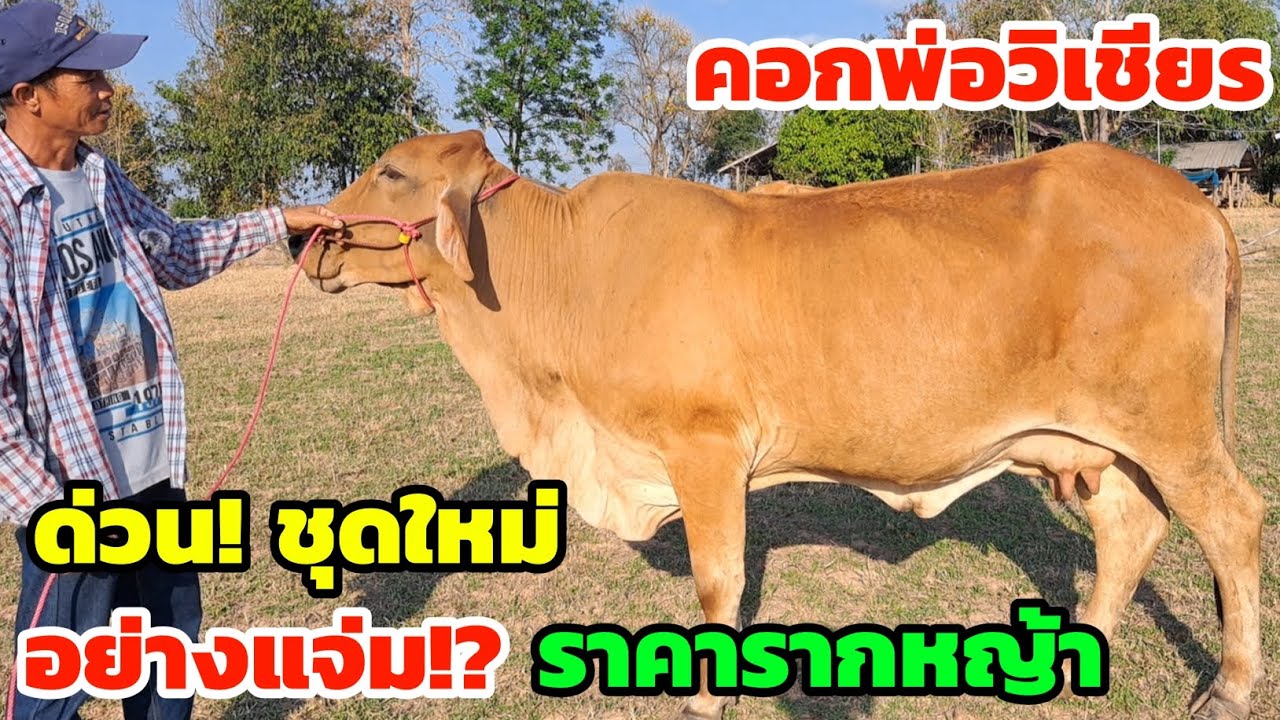 ด่วนวันนี้‼️19 ก.พ.69 ของดีคอกพ่อวิเชียร วัวงามราคารากหญ้า ชุดคู่แม่ลูกเทพ แม่ท้องใหญ่หนาๆรีบมาชมเลย