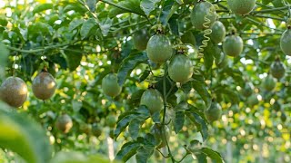 Passion fruit farming in Uganda ( Okulima obutunda )