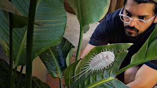 How to get rid of MEALYBUGS (WHITE FUZZ) on your houseplant