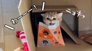 【爆笑】ドッキリを仕掛けるもことごとく失敗する猫達が面白すぎた