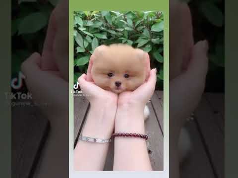 Sevimli köpek videolari-köpek