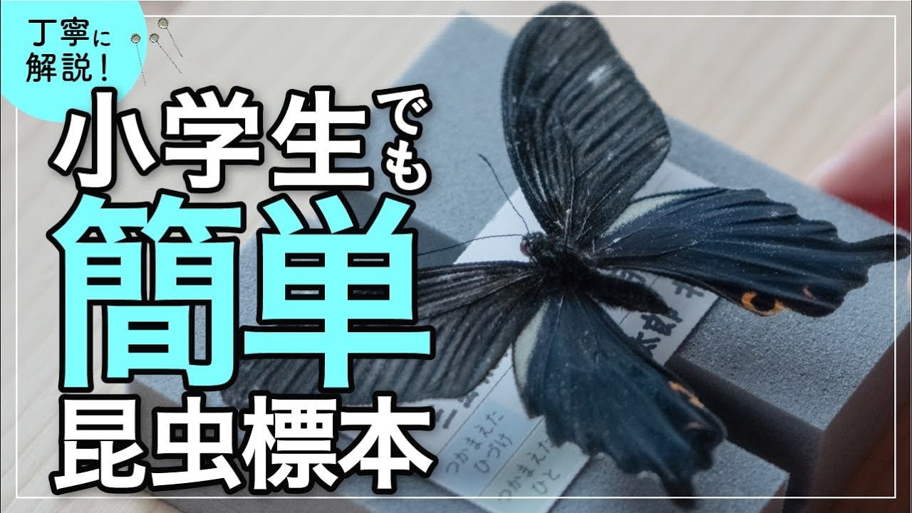 チョウ 昆虫標本の作り方【初心者向け・小学生でもできる】