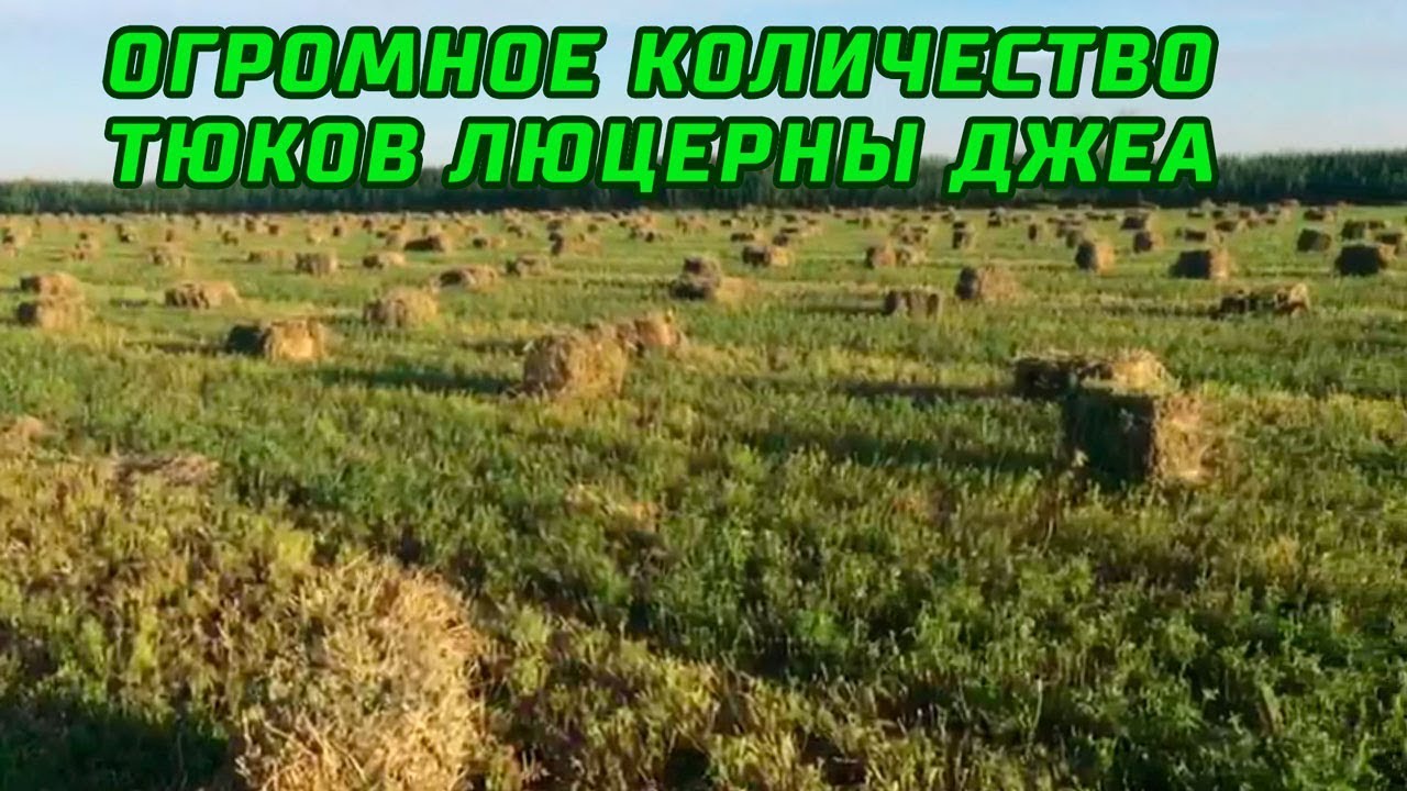 Урожайность люцерны с га