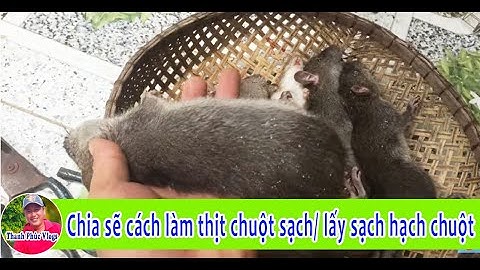 Chia sẽ cách làm thịt chuột sạch lấy sạch hạch chuột | Thanh Phúc Vlogs