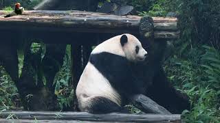 20201221 團團玩30秒就不要小灰罐了