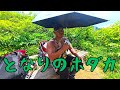 【霊峰・白山】親元から注意をされたので、サムネをカワイイ感じに替えました