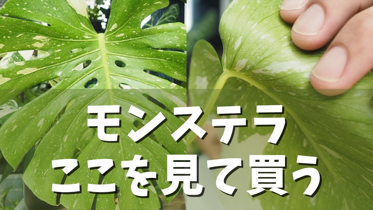 メルカリはダメ？」「これって偽物？」オンラインでモンステラを購入
