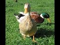 Some Q&A you should know before deciding to raise ducks