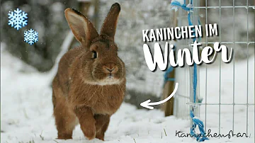 Was macht man mit Hasen im Winter?
