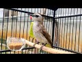 Ngotoot Trucuk Lain Ikut Nyaut Gacor Dan Ropel Dengar Suara Burung Trucukan Gacor Ini Mp3 - Mp4 Download