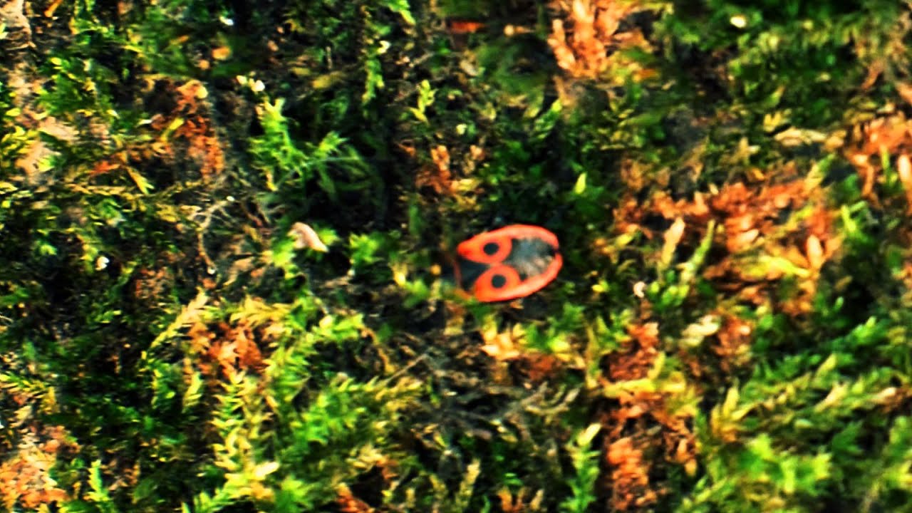 Möbius - Moss Stone (2015)