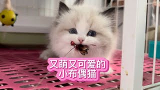 又萌又可爱的小布偶猫猫饭子都想自留了被它萌化了~我与猫的故事【大熊玩猫】