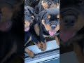 The most adorable Rottweiler Puppies ❤️🥰 🥰