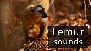 The curious sounds of Brown lemurs