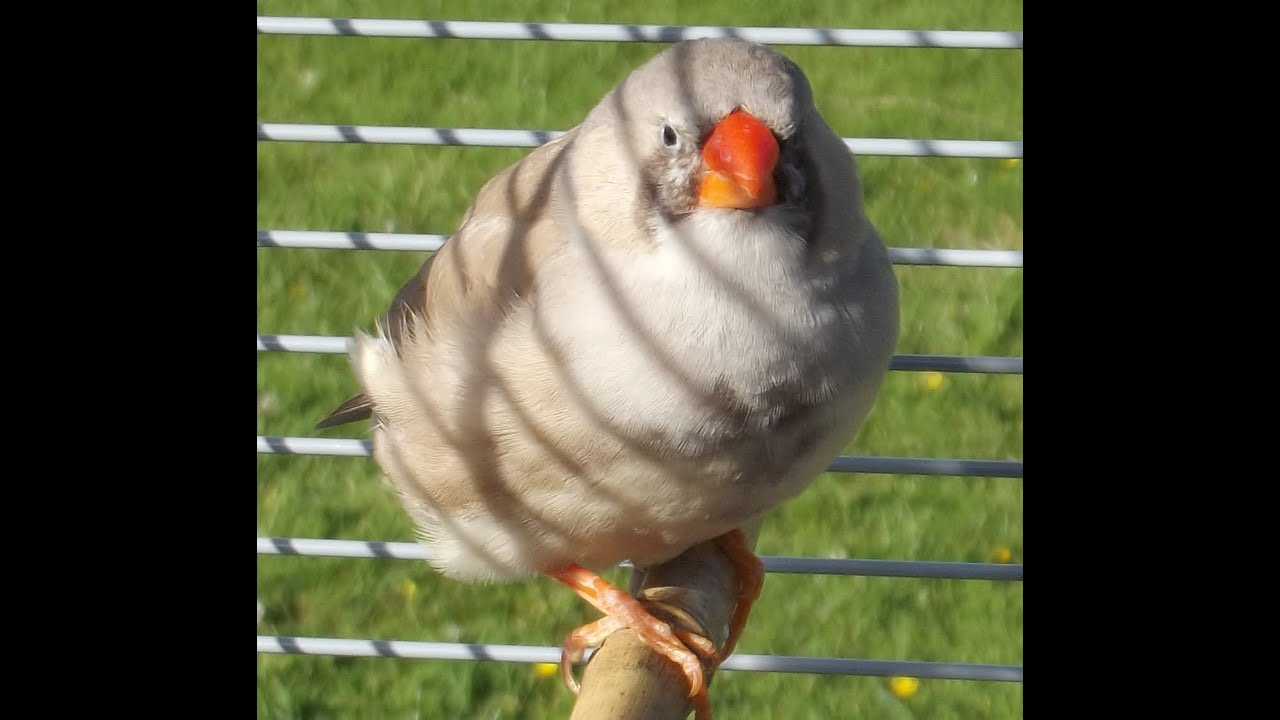 diamant mandarin femelle mangeant du millet