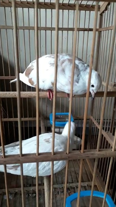 Puter Blorok gacor Ring Niam kudus hasil ternakan sendiri Wa 082134118441