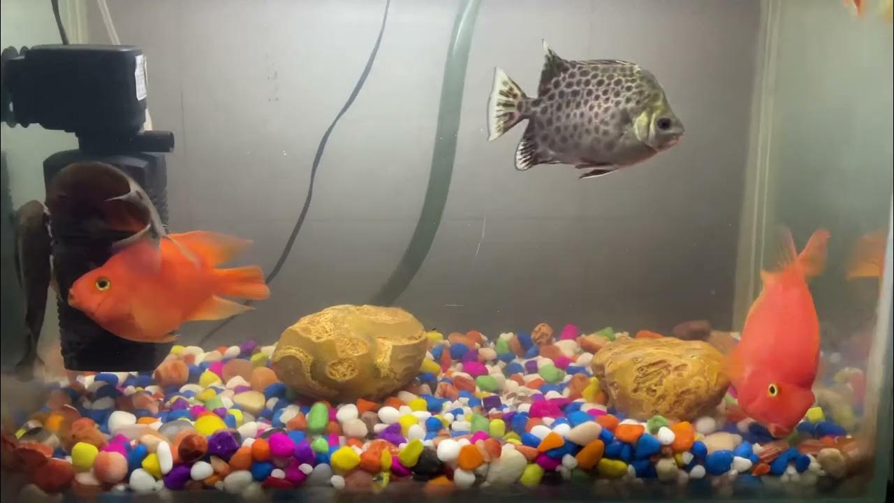 Parrot Fish Severum Fish Tank YouTube