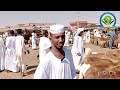 الضأن في السودان الخرطوم أم درمان سوق مواشي قندهار السبت 21 1 2023م 