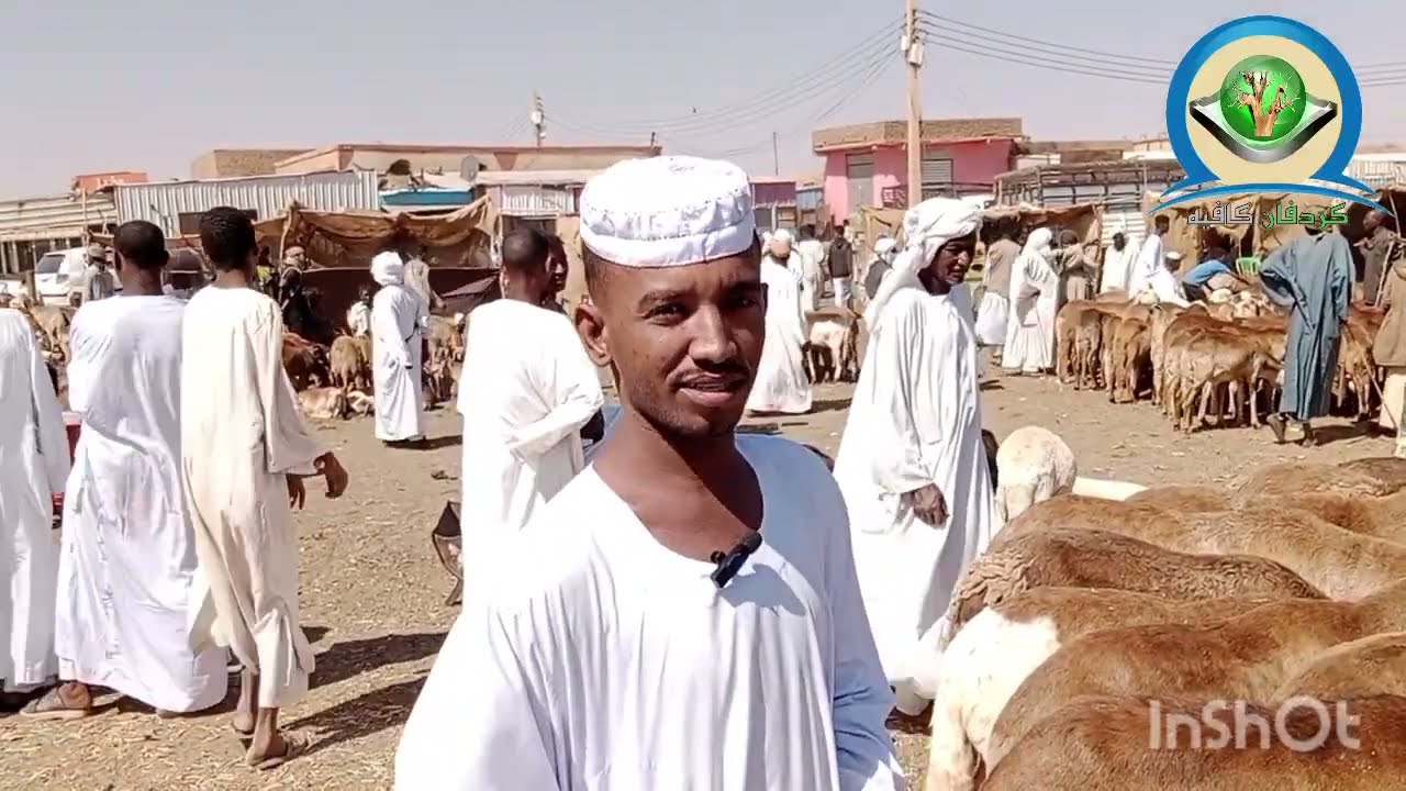 الضأن في السودان / الخرطوم، أم درمان، سوق مواشي قندهار، السبت 21/1/2023م