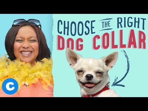 Video: Cara Memilih Kerah yang Sempurna untuk Anjing Anda