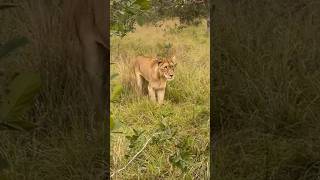 Lioness coming close #lioness #lion #reel #short #shortsmitmarietta