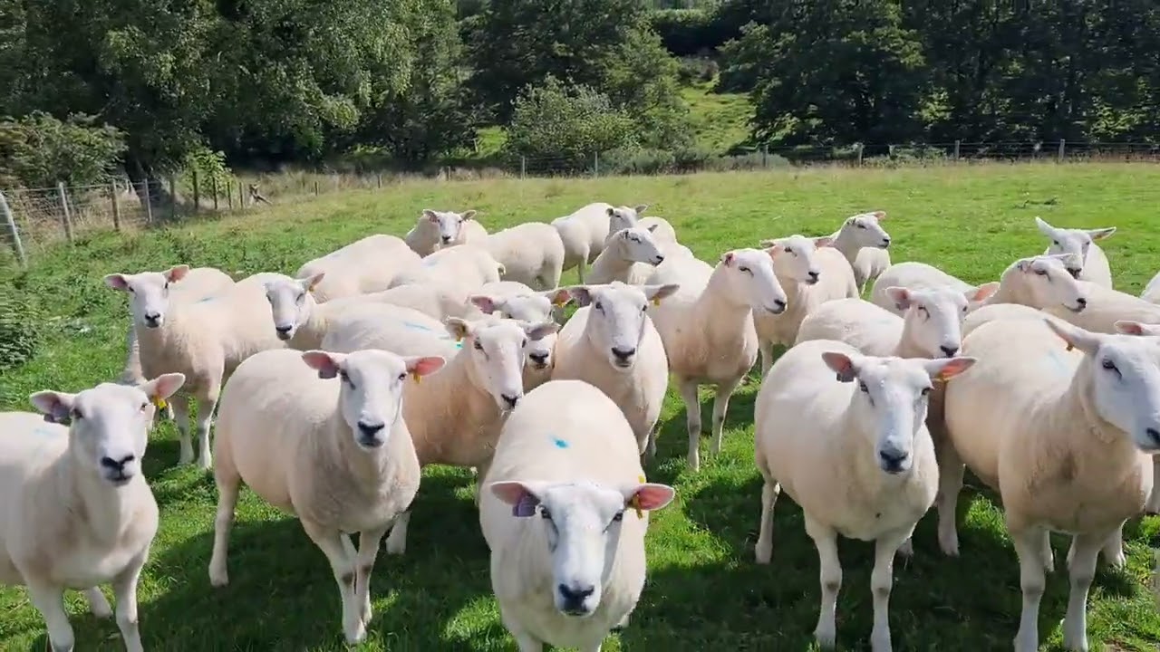 Lleyn shearling ewe selection 23