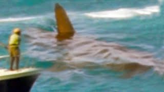 20 Scary Shark Sightings That Might Just Be Megalodon