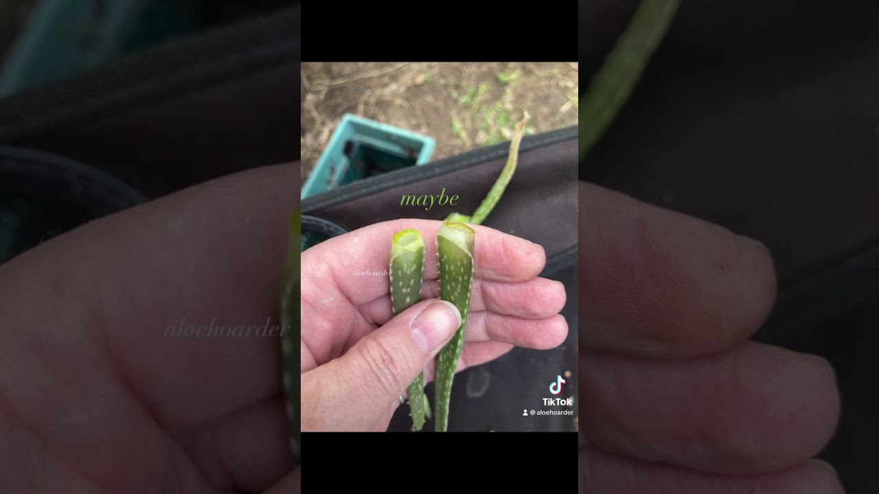 Aloe plant propagation 