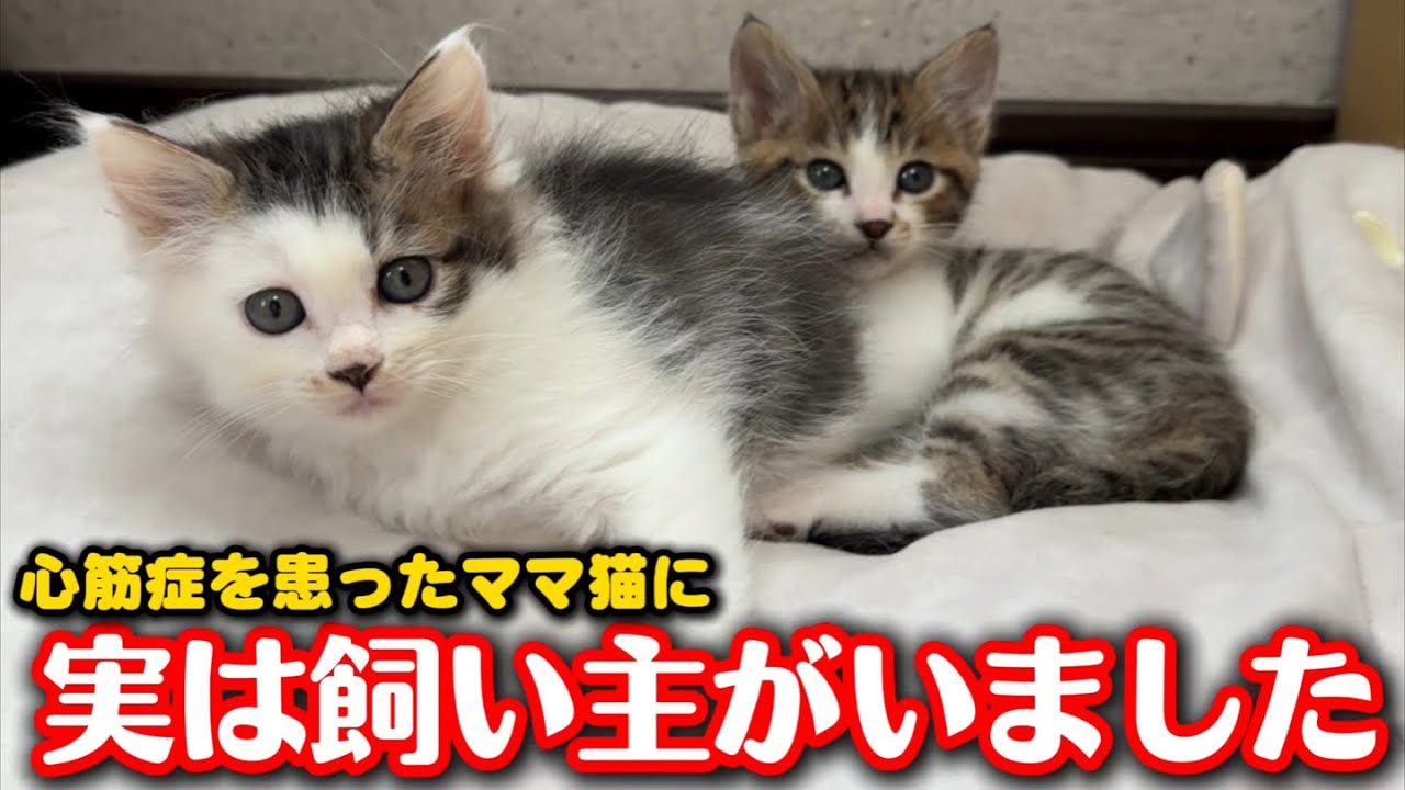 Shocking New Discovery: The Rescued Mama Cat Already Had an Owner