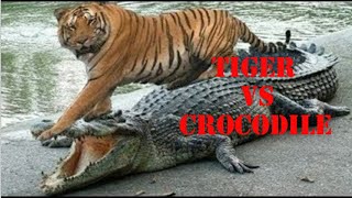 Tiger Vs Crocodile - Trận chiến Hổ Bengal với Cá Sấu khủng lồ || Boys-vlog