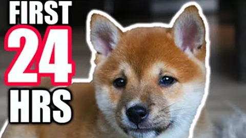 FIRST 24 HOURS With My New SHIBA INU PUPPY! (as a first time dog owner)