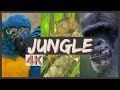 4K Exotic Animals Screensaver | Relaxing Music and Jungle, Monkeys & Tropical Bird Sounds for Rest