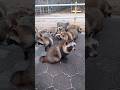 ポンポコ会議?野生のたぬきだらけ